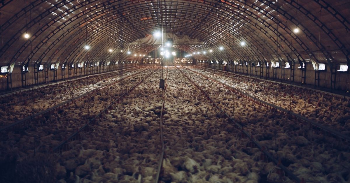 Ag-Gag Featured Image