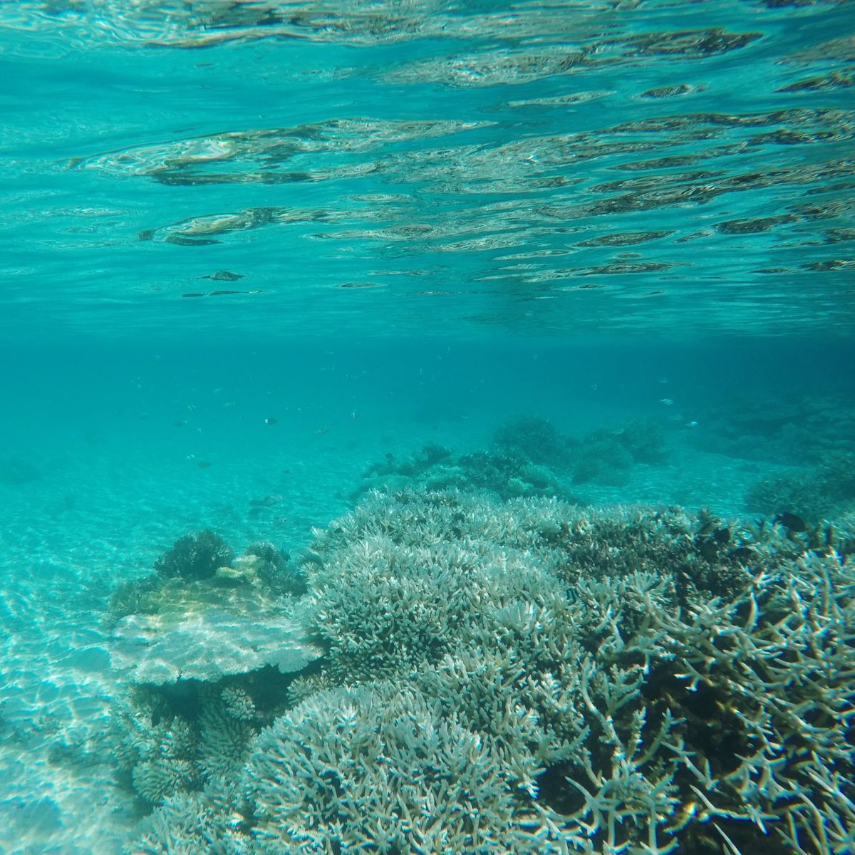 ocean acidification