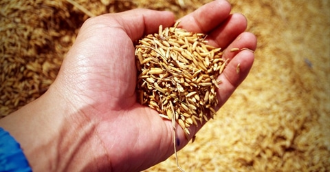 Sowing Seeds for the Next Generation - Why We Need Sustainable Farming