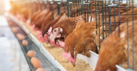 Tres peligros de la ganadería que a menudo se pasan por alto