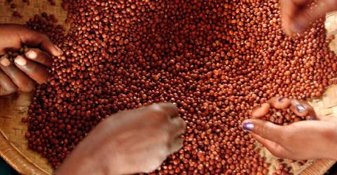 What Are Pulses and Why Are They Important?